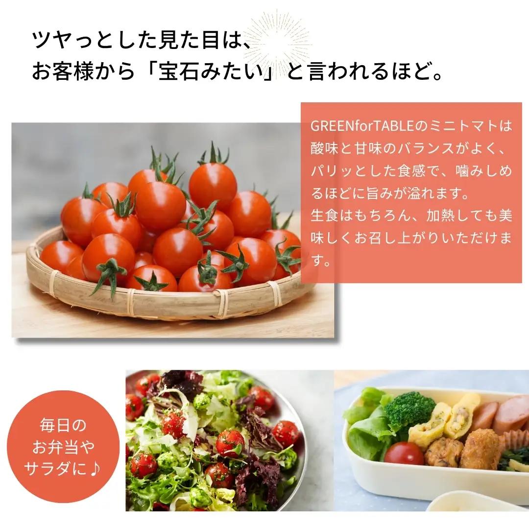 美粒トマト ミニトマト サンチェリー 1kg 2026年7月発送 トマト 新鮮 採れたて フレッシュ 野菜 農家直送 1キロ 人気 福島県 田村市 田村 GREEN for TABLE