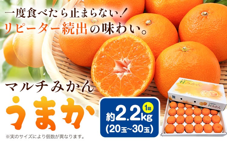 【CF】丹精込めて育てました！マルチみかん「うまか」 1箱 2.2kg 《11月中旬-12月末頃に出荷予定(土日祝除く)》 広畠農園 【配送不可地域あり】(離島) みかん ミカン 蜜柑 早生 柑橘 佐那河内 徳島県 箱入り 化粧箱 S M L フルーツ 果物 くだもの 贈答 進物---sanagouchi_hhn_1_1hk---