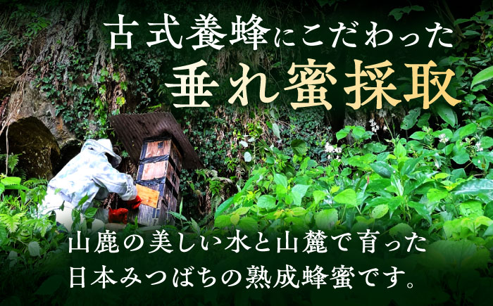 日本みつばち菊鹿約600g【山麓はっち】 [ZBM011]