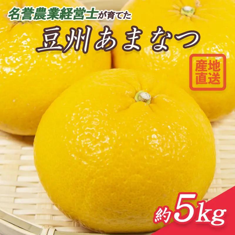 豆州あまなつ 約 5 kg 静岡県産 あまなつ