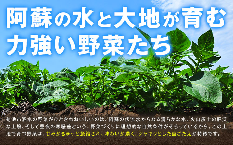 旬の野菜 定期便 計3回 旬の野菜 10品【養生市場】定期便 品種おまかせ ランダム 3ヶ月お届け 計3回 詰め合わせ セット 野菜 九州産 熊本県産《お申し込みの翌月から出荷》---003-2421