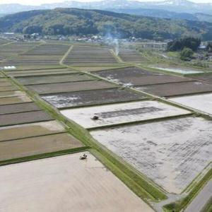 新潟県 清里産コシヒカリ 10kg 上越市　白米　こめ　新潟 新潟県産 上越