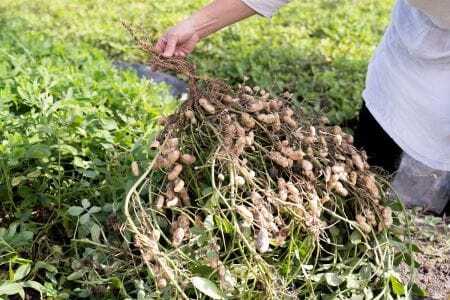 アグリ・アライアンス　焙煎落花生　おおまさり　100g×3個 　TUTITONE 　大粒　農薬不使用【配送時期：2027年1月以降】