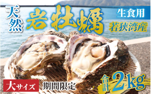 【先行予約】【期間限定】若狭の天然岩牡蠣（生食用）2kg 6〜8個入り【2025年6月中旬より順次発送】