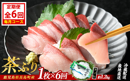 茶ぶりフィレ定期便 毎月 (全6回)  国産 鹿児島県産 ブリ 茶ぶり 鰤 海鮮 海産物 フィレ 魚介 魚 刺身 海鮮丼 産地直送 定期【ウスイ】usui-1384A7