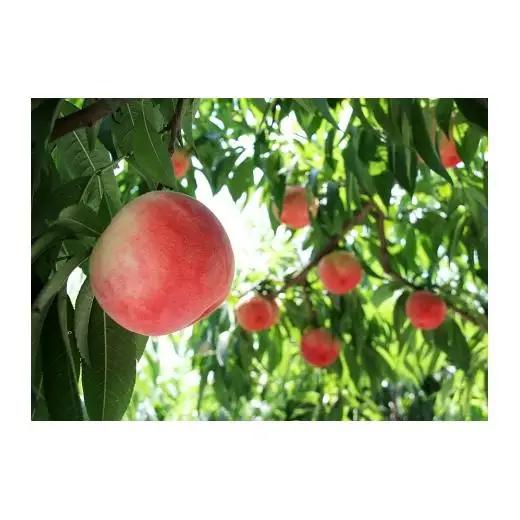 N029　あら川の桃　優品（ご家庭用）２ｋｇ（６～８玉入り）