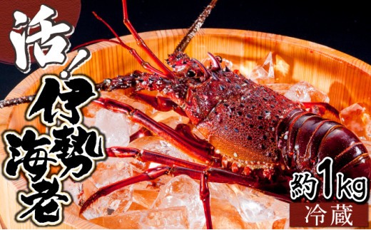 KU068 【先行予約】 ＜数量限定＞宮崎県串間産伊勢エビ(計約1kg・2～4匹) 【合同会社Houryoumaru】