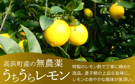 【数量限定】高浜町のブランドレモン「うちうらレモンで締めた 連子鯛押し寿司」2本 12貫入