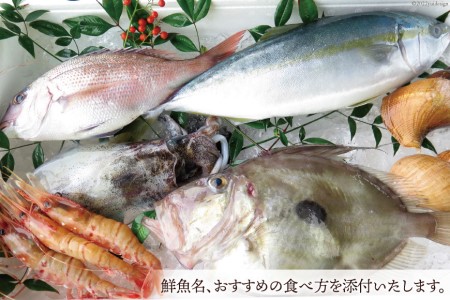 魚 富山湾直送 とれたて鮮魚セット 約1.5～2.5kg 旬 新鮮 鮮魚 詰め合わせ 産地直送 冷蔵/くろべ漁業協同組合 魚の駅「生地」/富山県 黒部市 海鮮 魚介類 魚介 