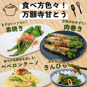 万願寺甘とう 秀品 1kg 【 京野菜 万願寺 とうがらし 】