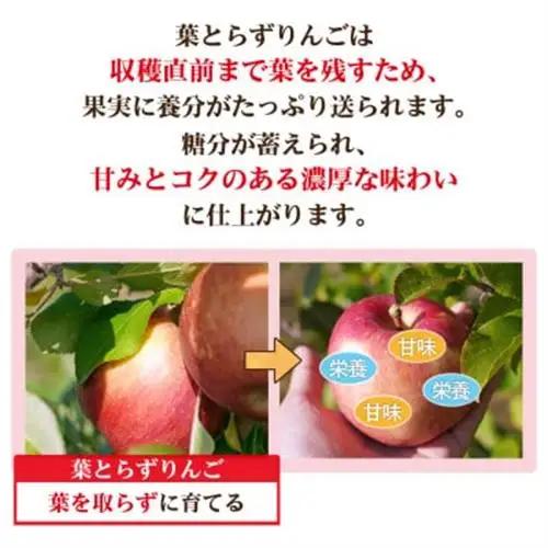 【26年11月から順次発送!】青森県産 りんご 葉とらずサンふじ 訳あり家庭用 約5kg【配送不可地域：沖縄県】【1735523】