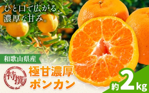 特撰 極甘 和歌山県産 濃厚 ポンカン 約2kg 有田マルシェ《1月中旬-2月下旬頃発送予定》和歌山県 日高町 国産 ぽんかん 柑橘 果物 フルーツ ギフト 送料無料