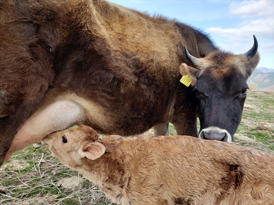【牧場直送】薫る野牛乳180ml×12本セット　ノンホモ　低温殺菌　ジャージー牛　山地酪農　24時間365日放牧＜出荷開始：2024年8月以降順次出荷＞