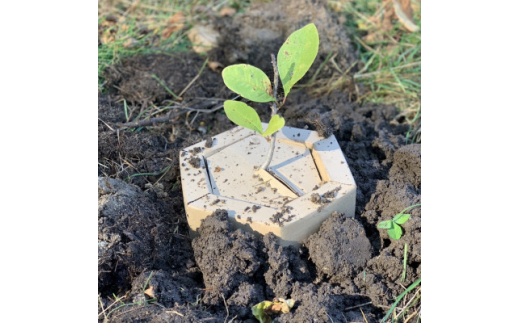 
＜あなたの木を富良野に植えます＞富良野の自然を守る植樹代行券(苗木1本)【1371503】
