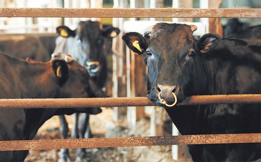 武藤牧場直売店山嘉【黒毛和牛】山嘉牛 すきやき約1kg 冷凍
