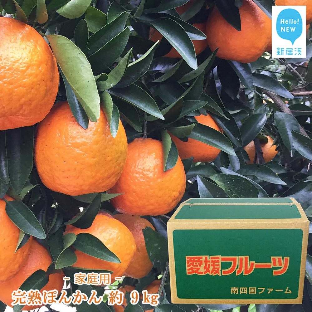 【ふるさと納税】完熟ぽんかん 約9kg 家庭用 （宇和島産） 【期間限定：1月31日まで】【発送期間限定：1月下旬〜2月】
