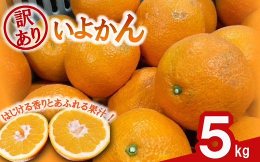 【2027年1月中旬頃から順次発送】 訳あり 伊予柑 5kg   |  みかん ミカン 蜜柑 柑橘 いよかん 愛媛県産 甘い 愛媛みかん フレッシュ おいしい フルーツ 規格外 わけあり 産地直送 果物 数量限定 国産 くだもの 愛媛県 松山市