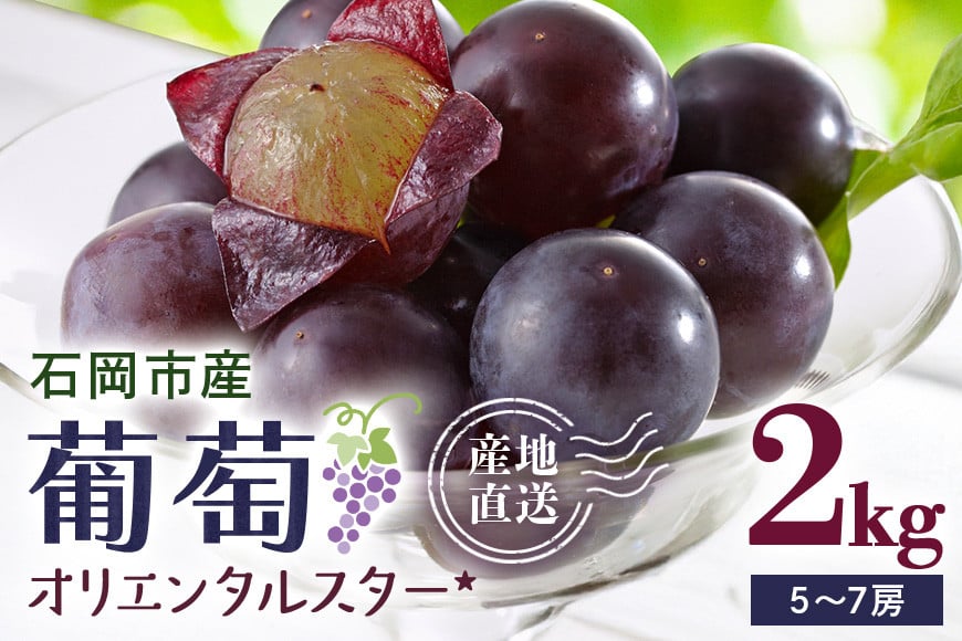 
            【 2025年 先行予約 】 オリエンタルスター 2kg 開田ぶどう園 5房 ～ 7房 ぶどう ブドウ 国産 果物 くだもの 葡萄 フルーツ 2キロ  9月 発送 夏 秋 旬 品種 茨城県産 産地直送 産直 農家直送 冷蔵 茨城県 石岡市 (A01-015)
          