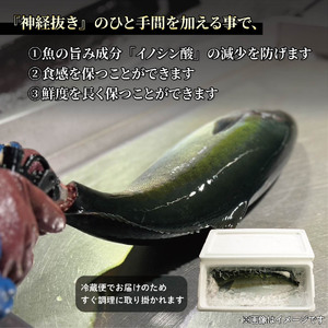 活じめ！神経抜き！ひらまさフィレ1尾分（約1.8～2.6㎏） | 刺身 さしみ お刺身 刺身 さしみ お刺身 刺身 さしみ お刺身 魚介 海の幸 冷蔵 ひらまさ ヒラマサ 愛媛県 松山市【KHN011