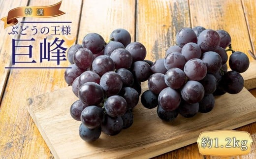 ぶどうの王様 農家直送 朝採り濃厚巨峰　約1.2ｋｇ【先行予約】