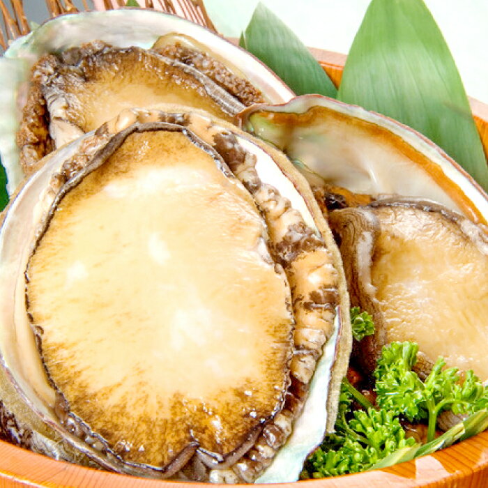 【ふるさと納税】 先行予約 新鮮 あわび 800g 魚介類 魚介類 貝類 鮑 新鮮 日本海 山陰沖 贅沢 おつまみ バター焼き ステーキ 冷蔵 期間限定 季節限定 早期予約 1月〜3月 特産品 お取り寄せ グルメ