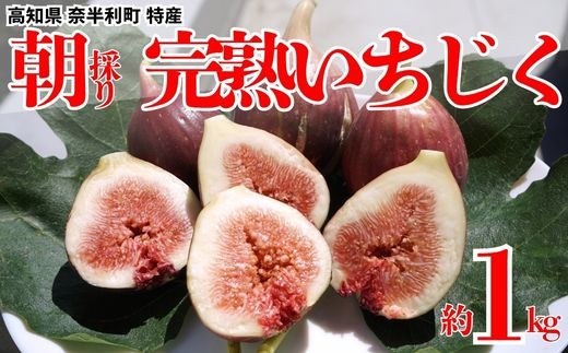 
                  116022 いちじく 完熟  【先行予約】 フルーツ 産地直送 露地栽培 ８月発送 期間限定 高知県 奈半利町 無花果 イチジク いちぢく 入手困難 こだわり / 高知県 奈半利町
                