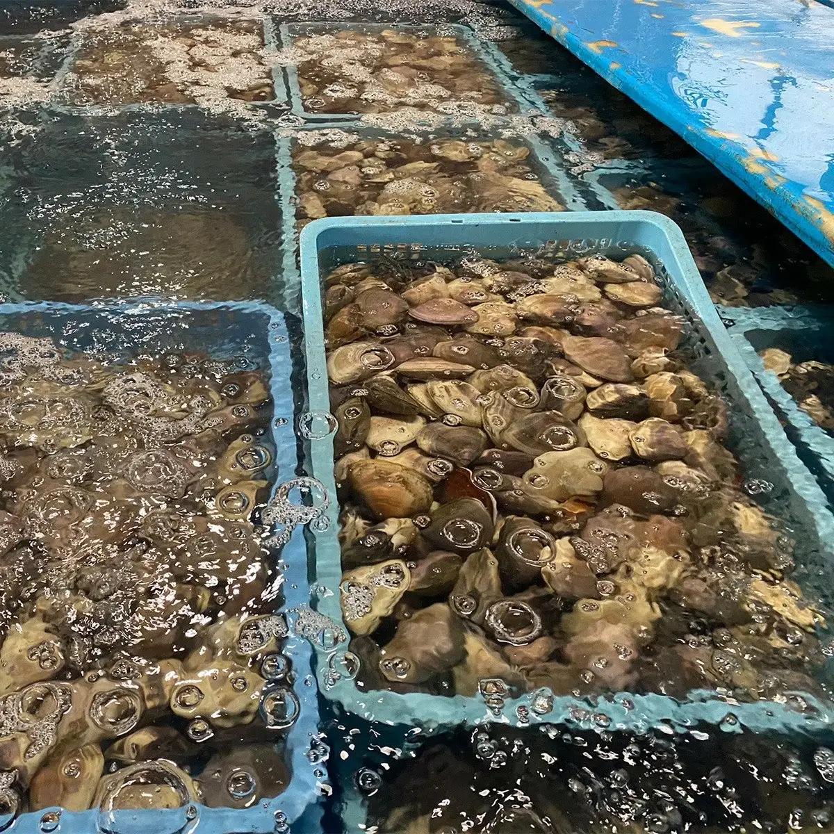 【冷凍】九十九里産 天然はまぐり2.0kg　大小込20～30粒  ふるさと納税 冷凍 はまぐり 蛤 天然 焼きはま 網焼き 酒蒸し お吸い物 パエリア 大粒 小粒 冷凍 千葉県 白子町 SHF012