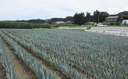 甘さが自慢の下仁田葱（Mサイズ 15本） とろける 甘い ねぎ ネギ 王様ねぎ 殿様ねぎ 特産 栄養たっぷり ブランド 上州ねぎ すきやき F21K-614
