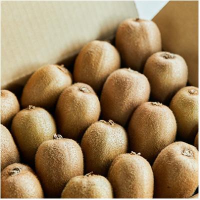 ふるさと納税 船橋市 1月発送分　船橋産キウイフルーツ未追熟バラ詰め5.2kg未追熟バラ詰め (傷み補償分約200g込み) |  | 02