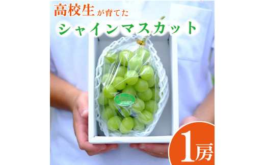 【 先行予約 】 高校生が大切に育てた シャインマスカット 1房 約550～600g 朝採り直送 ！ ぶどう 果物 フルーツ 贈答 プレゼント 夏ギフト 贈り物