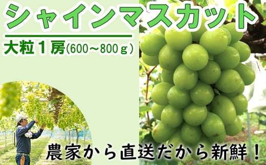 Y6　シャインマスカット1房(600～800g)　数量限定