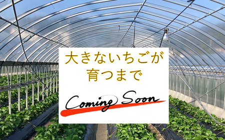 特大いちご(章姫)　360g以上(7～9粒)×2箱 ・O044-21