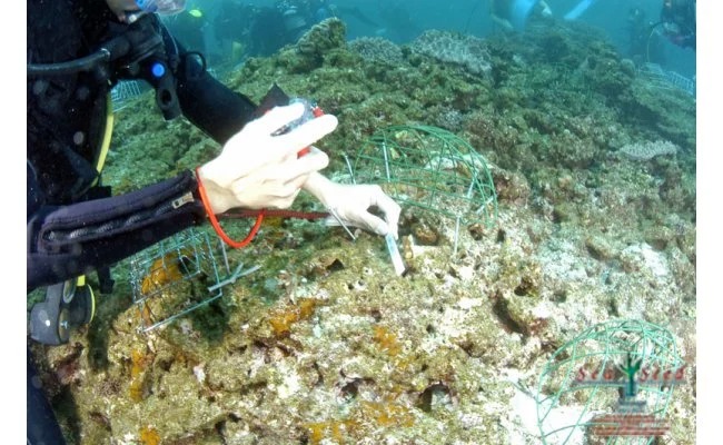 【SeaSeed】養殖サンゴ　42株の移植放流