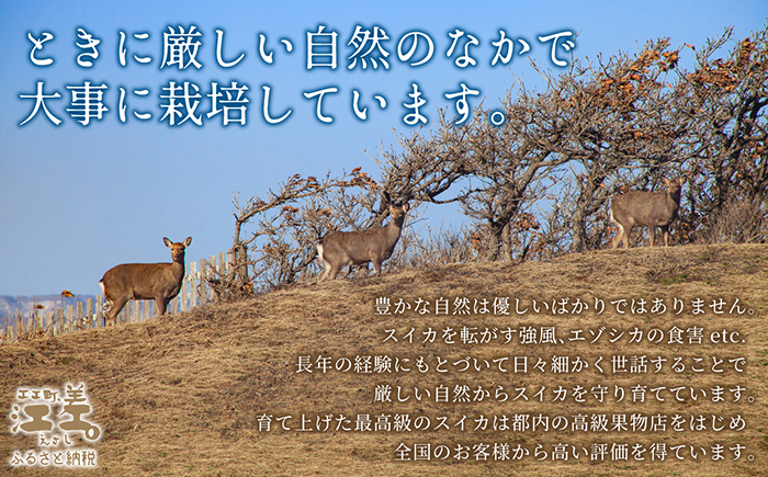 【2026年8月下旬発送開始】北海道産 黒皮 深味すいか  中玉 5.5kg以上 1玉  有機農産物（JAS認証）　高糖度　化学農薬不使用　オーガニック　有機農業　スイカ　すいか　西瓜　 高級西瓜　黒
