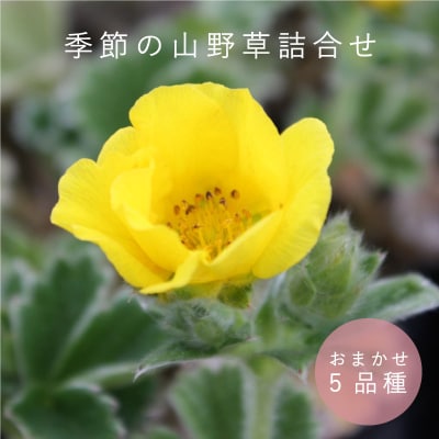 山野草5品種セット【AL-001】