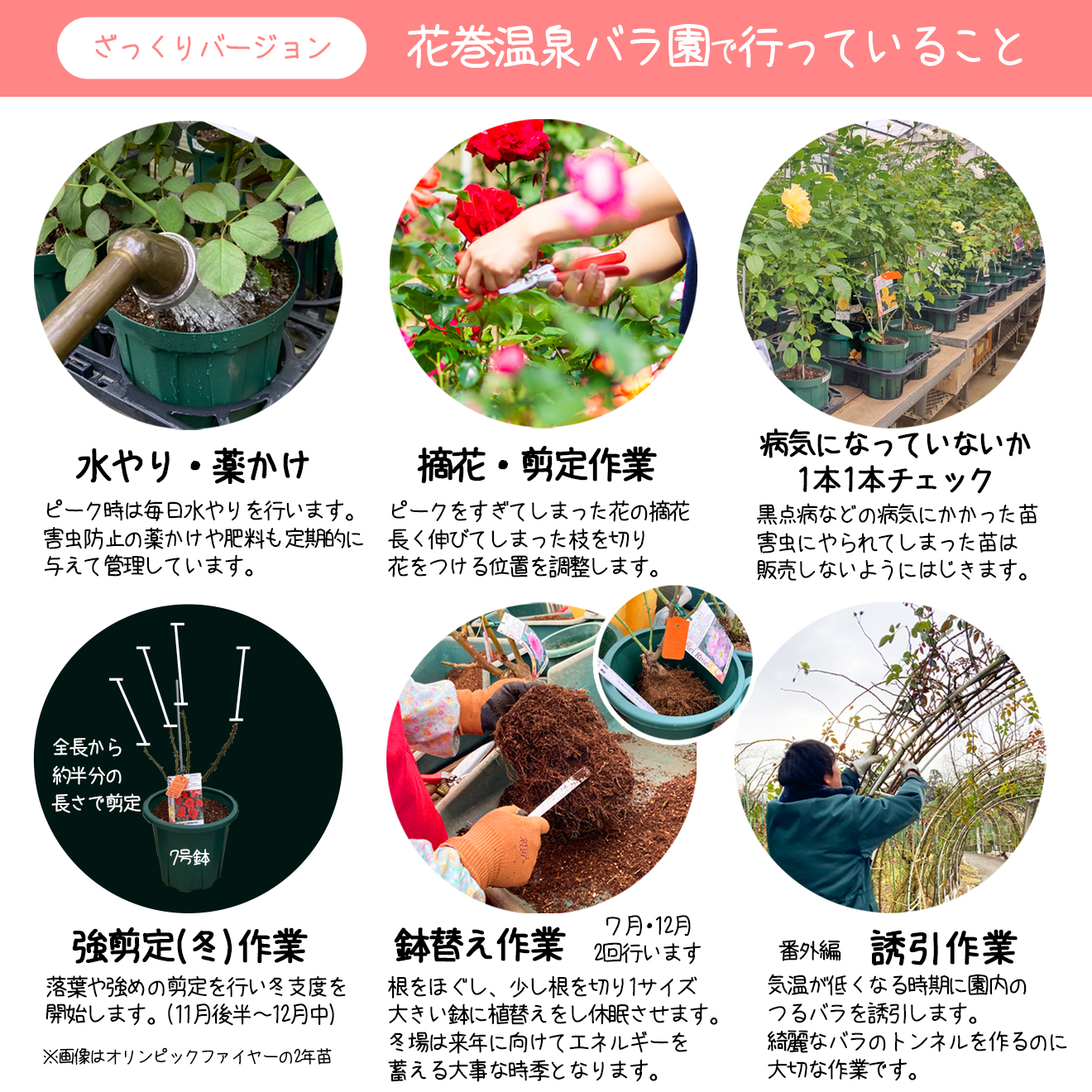 <色で選べる♪>花巻温泉バラ園で育った「バラ中苗」5号サイズ -ピンク-<2026年3月より発送> 【1857】_イメージ4