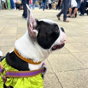 選べるサイズの 本革 犬 ・ 猫用 首輪 ( 15mm幅 ) 小型 / 中型 / 大型 【ドラーロ】 サイズ：L
カラー：茶