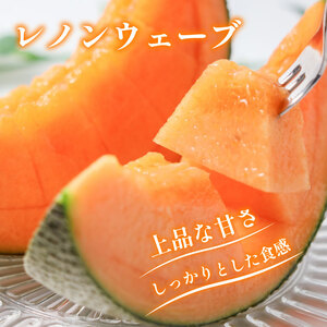 メロン 赤肉 レノンウェーブ 2玉 期間限定 フルーツ 果物  【メロン】