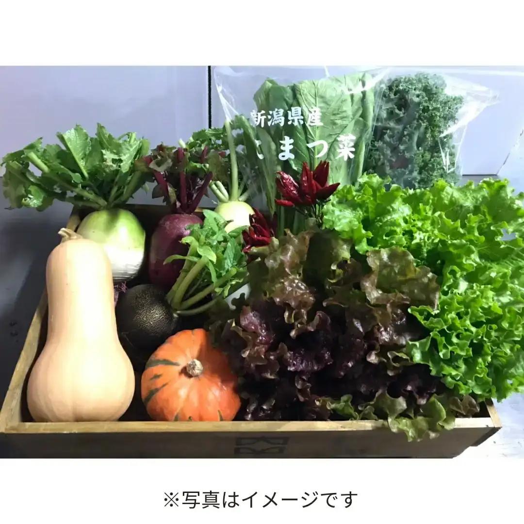 旬の野菜セット(7~8品) 季節の野菜 詰合せ [内山農園] 【011S166】