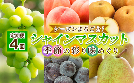 【定期便4回】シーズンまるごと！シャインマスカット 季節の彩り味めぐり【令和7年産先行予約】FU23-884 くだもの 果物 フルーツ 山形 山形県 山形市 2025年産