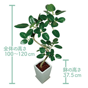 2026年3月中旬～発送【観葉植物】フィカス・ベンガレンシス曲がり100cm～120cm T&P 055-1465 観葉植物 ※北海道・沖縄・離島配送不可