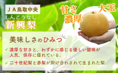 梨 新興梨 5kg 倉吉産（JA鳥取中央） 