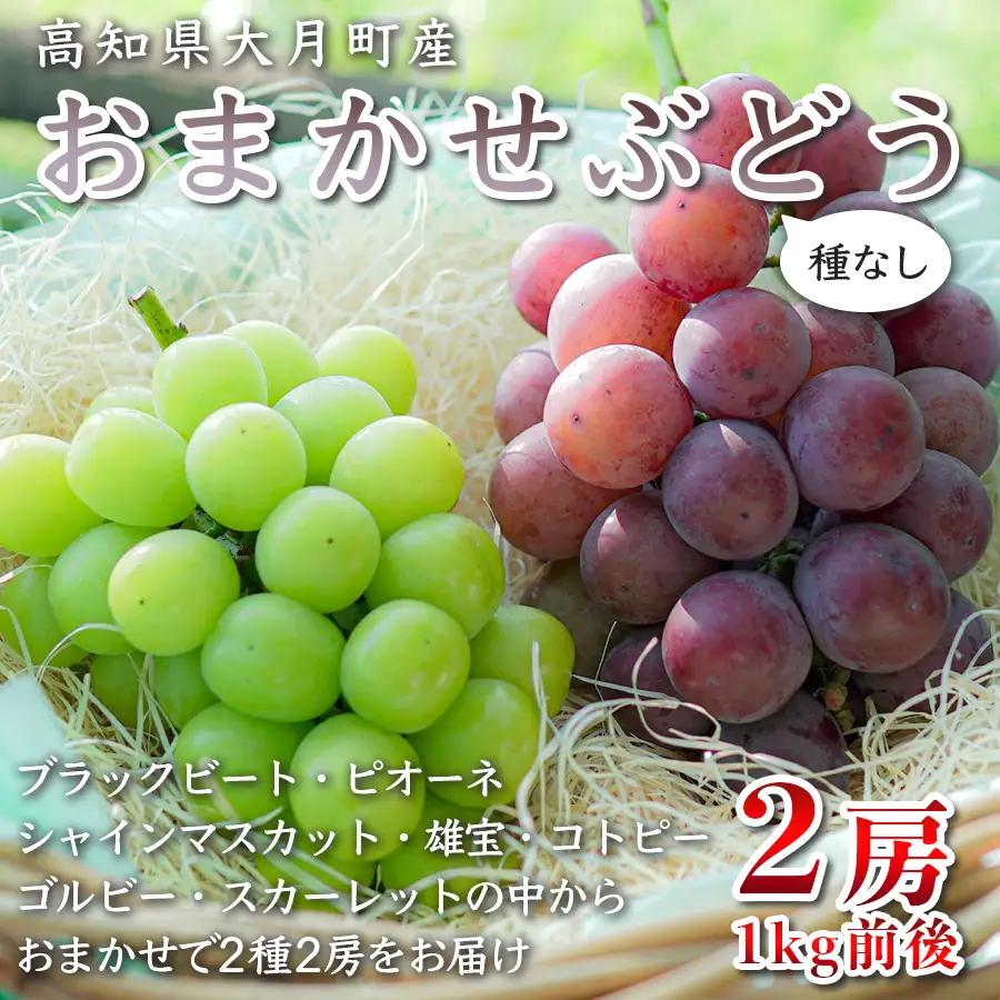【2026年8･9月発送予定】ぶどう 種なし おまかせ 2房 (1kg) ブドウ シャインマスカット