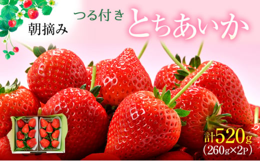 つる付き とちあいか 2パック箱（3～5月発送） いちご 果物 フルーツ 苺 イチゴ くだもの 朝取り 新鮮 美味しい 甘い [№5840-2283]