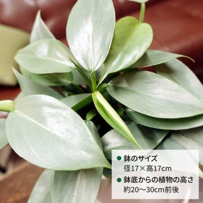ふるさと納税 糸島市 シルバーリーフが美しい『フィロデンドロン・シルバーメタル』糸島市/cocoha[AWB029] |  | 01