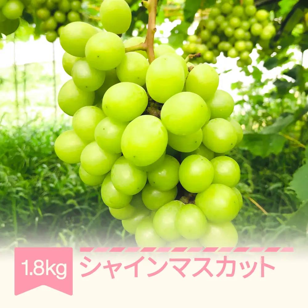 先行予約 シャインマスカット 約1.8kg 令和8年産 fh-busmx1800