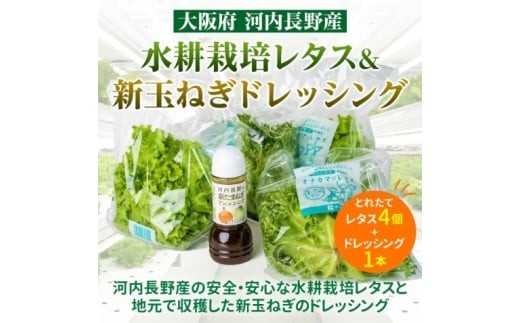 【定期便　毎月お届け３ヵ月】とれたてレタスと玉ねぎドレッシングセット ｜ サラダ 副菜 常備野菜 炒め物 スープ チャーハン 鍋料理 巻物 冷製料理 朝食 昼食 夕食 付け合わせ サンドイッチ ハンバーガー お弁当 ダイエット こだわりの逸品 地域特産品 ギフト 自分用 人気 おすすめ