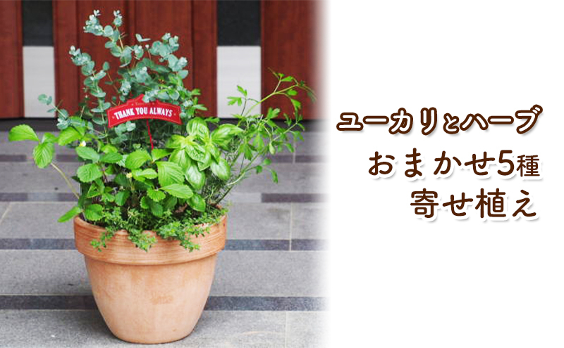 
ユーカリとハーブ5種　寄せ植え
