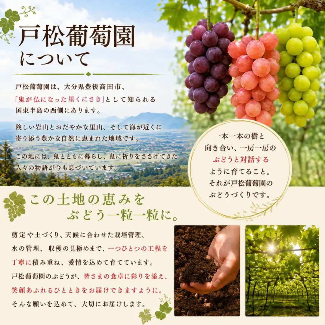 【鬼のぶどう】大房シャインマスカット1房 | ブドウ 豊後高田市
