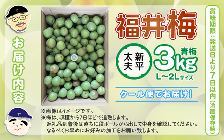 【先行予約】【福井特産】 福井梅（新平太夫）青梅 3kg（L～2L サイズ）【2025年6月以降順次発送】 梅 福井梅 生梅 青梅 完熟梅 梅干し 梅酒 梅干 梅シロップ 梅ジャム 梅ジュース 果物 